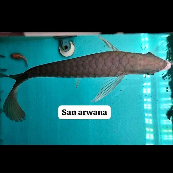 Arwana ITL sumo golden ITL  Ikan Arwana Golden sumo Hb Bluebase ITL High Quality Good Anatomi