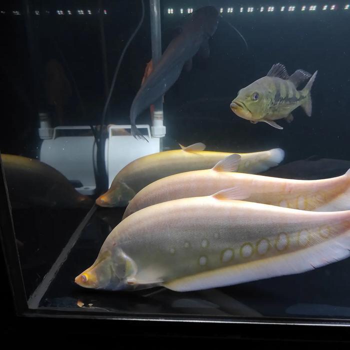 Ikan Belida Albino