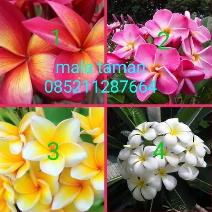 bibit tanaman kamboja bali.