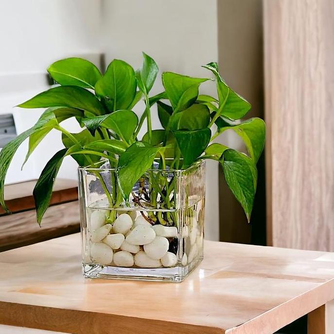 Vas Bunga Kaca Kotak Minimalis Aesthetic / Pot Hidroponik Terarium