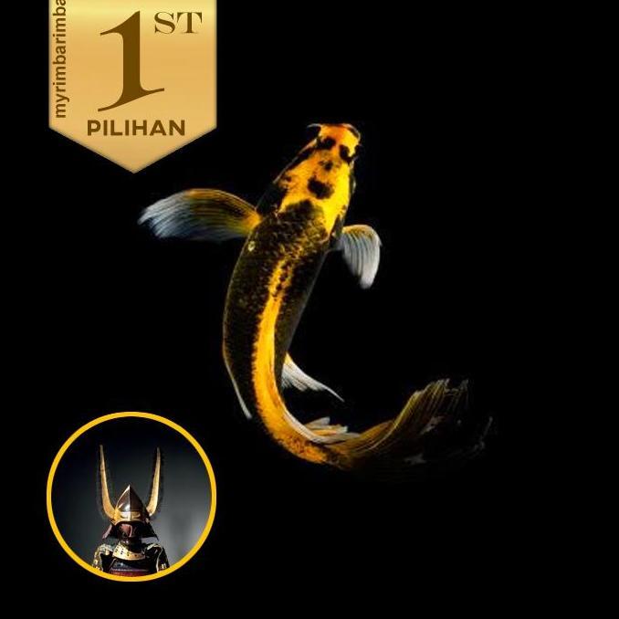 Baby Koi Kabuto Golden Slayer Ikan Hias Kolam Aquarium Aquascape