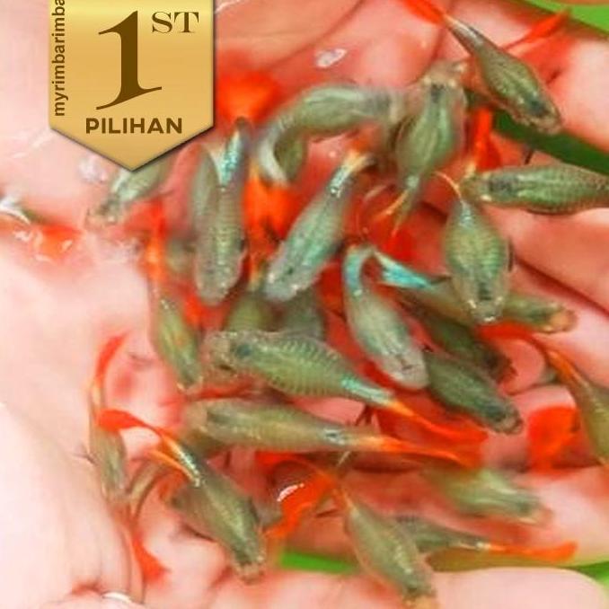 Paket Koloni (isi 10) Guppy PRTDE Betina Dumbo Ear Ikan Hias Hiasan Aquarium Aquascape