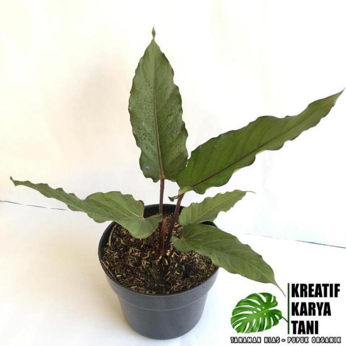 Giardino- Tanaman Hias Anthurium Black Beauty - Anturium Black Beauty