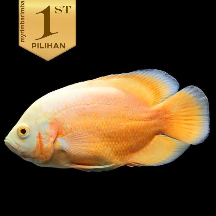 Oscar Paris Albino Ikan Hias Predator Hiasan Aquarium Aquascape Tanaman Air Tawar