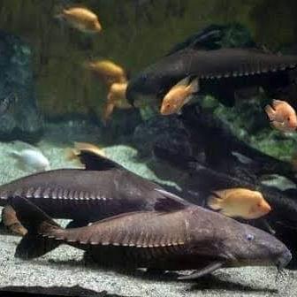 oxydoras niger catfish