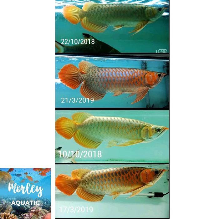 Lampu TANNING celup submersible T5 MAYIN 13000K ikan Arwana -92cm