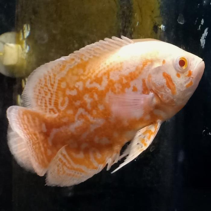 Hiasan Aquarium Ikan Oscar Albino Import Ikan Hias Ikan Predator