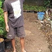 Pohon Cemara Kipas Tinggi 1 Meter Tanaman Cemara Kipas Tinggi 1 Meter