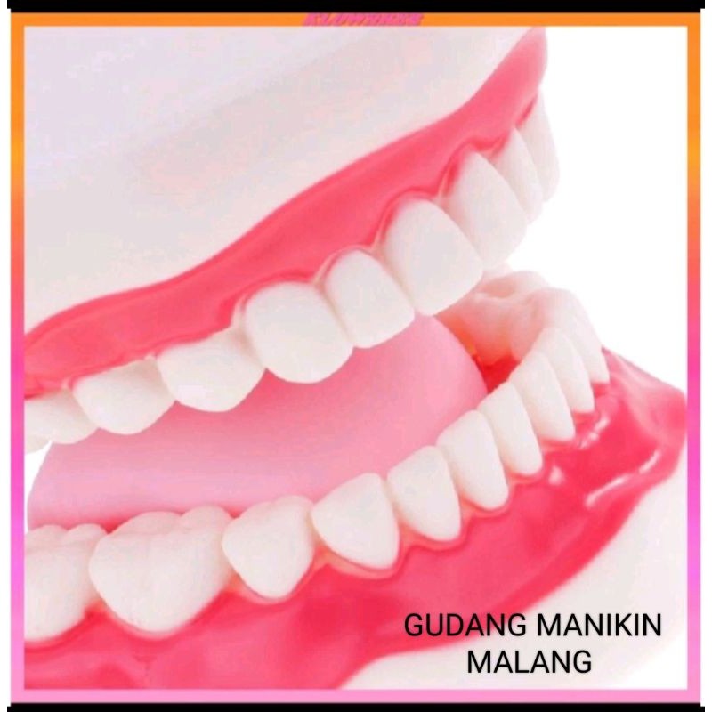 Phantom Gigi Anak / Manikin Gigi Anak / Dental Care / Alat Peraga Gigi Anak