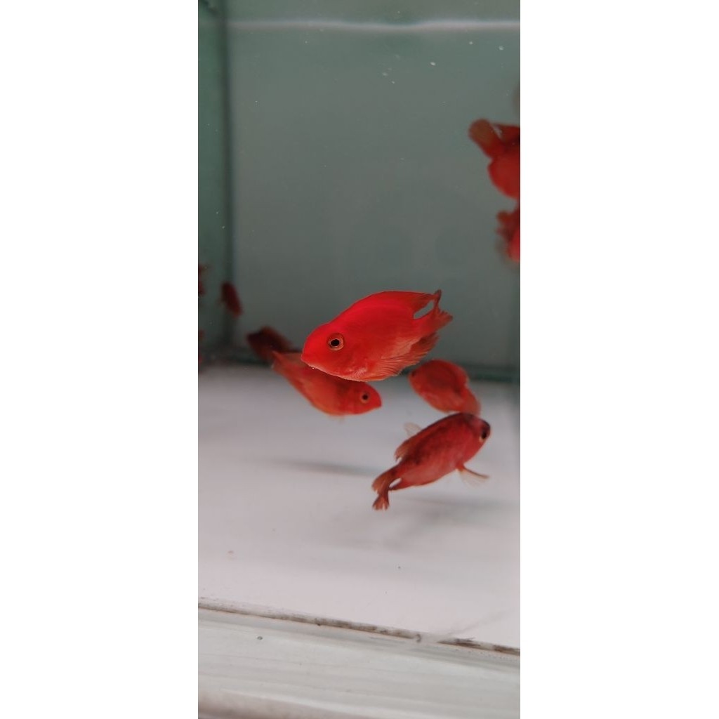 Serok Red Parrot Fish 2 Jari