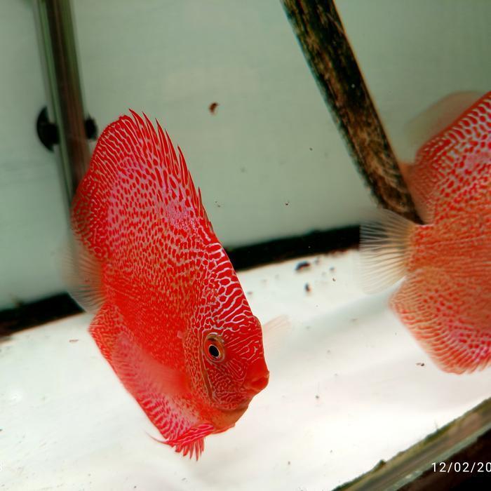 ikan discus phantera pair proven
