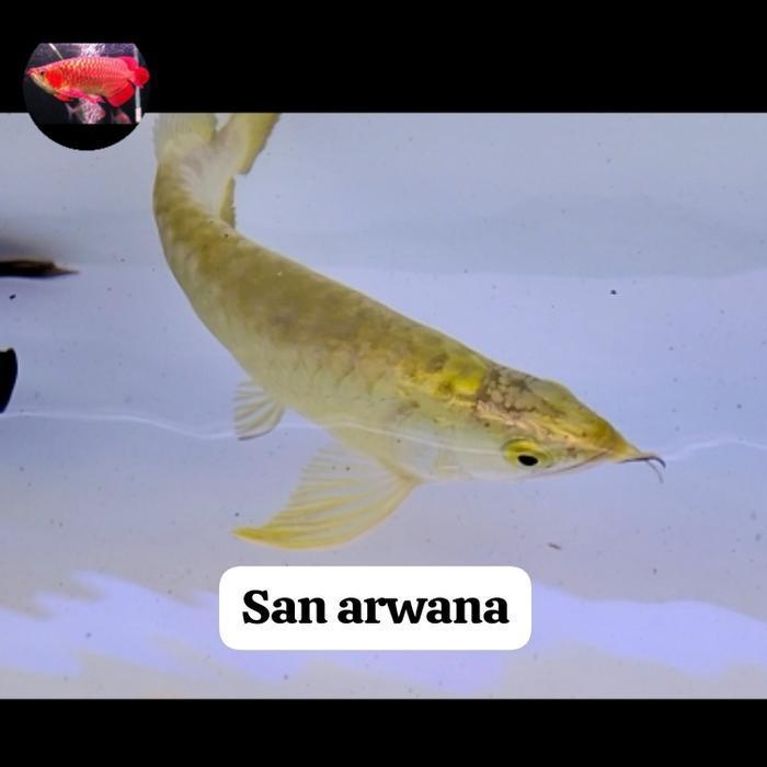 ikan arwana golden crossback 24k promo spesial arowana 24k