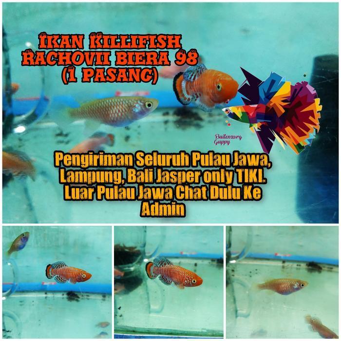 killifish rachovii biera 98 (1 pair)