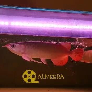 Arwana Arowana Super Red Chili Blood Red 30 cm Up