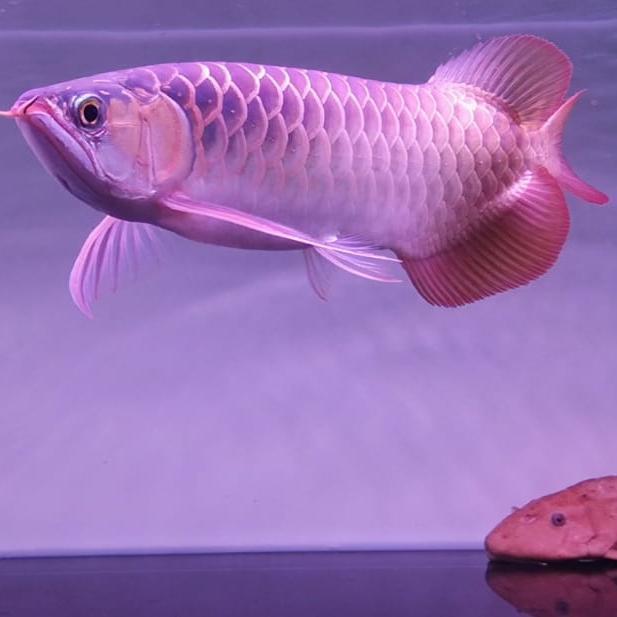 Ikan arwana super red ukr 32cm dayung panjang bagus ready