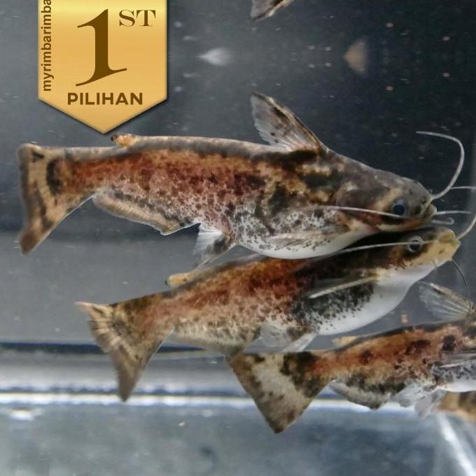 Paket Koloni (isi 10) Colombian Catfish Ikan Hias Predator Hiasan Aquarium Aquascape Kolam