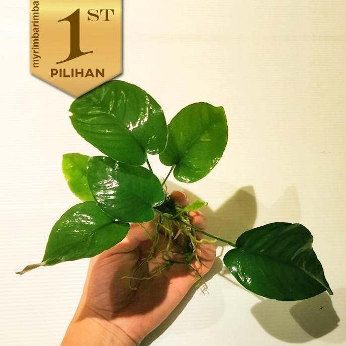 Paket Wabikusa (isi 5) Anubias Barteri Broadleaf Tanaman Air Aquascape Hiasan Aquarium Ikan