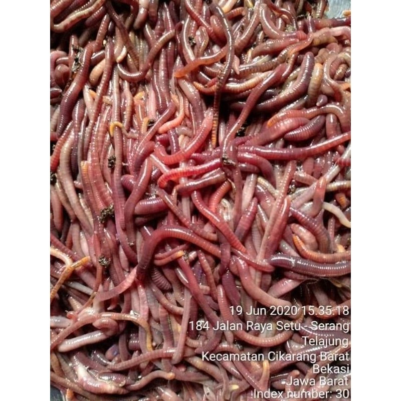 Cacing Lumbricus  / Cacing Kosmetik / Cacing Lumbricus Ekor Kuning Spesialis Galatama Lele