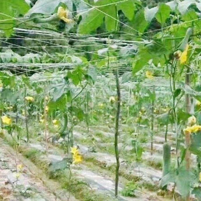 Dongmul- Vinnatsu 2M X 100M/Jaring Net Rambatan Tanaman Untuk Jaring Pagar Ayam Kebun /Jaring Tanama