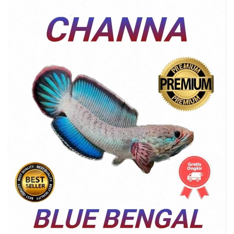Gps Blue Bengal