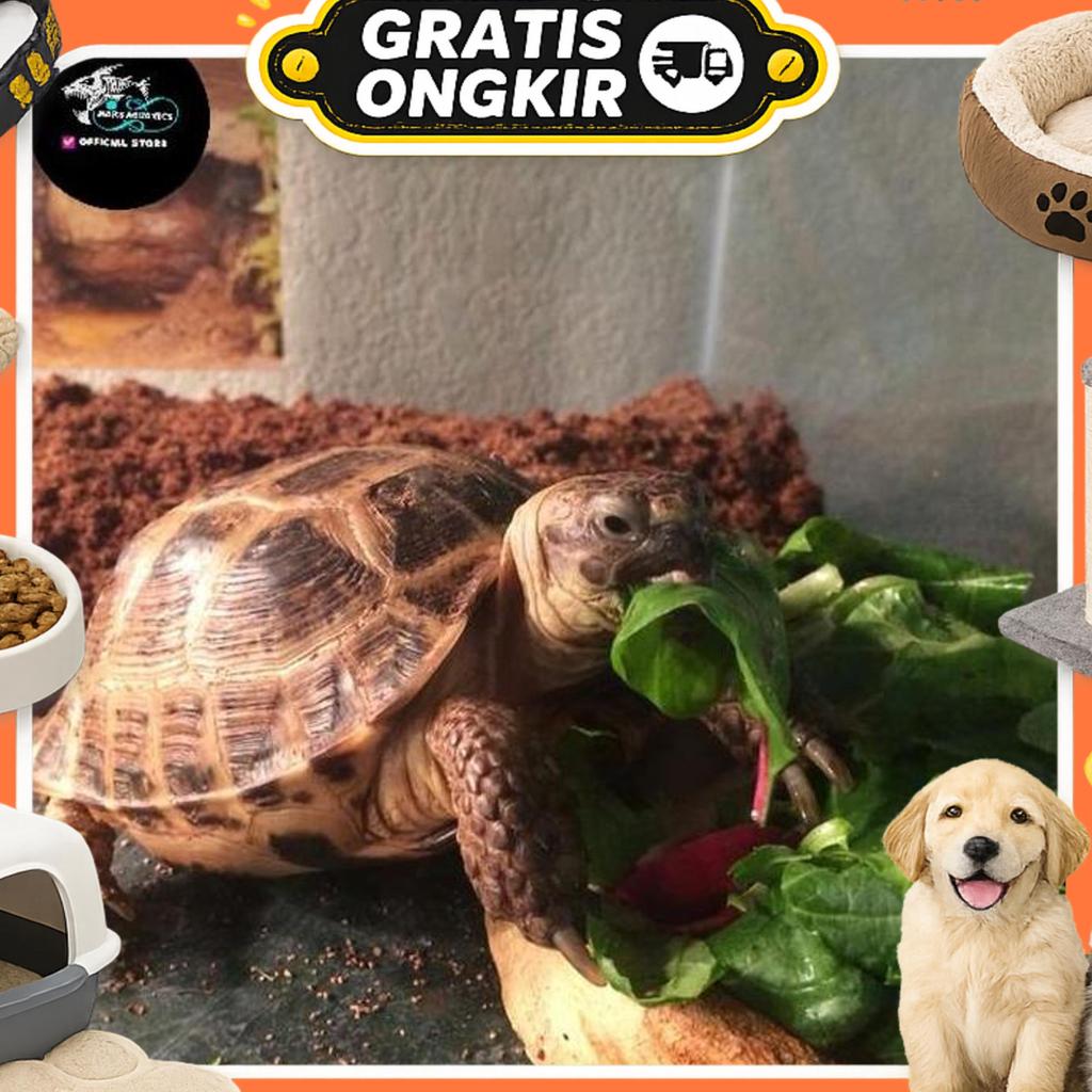 Kura Kura Sulcata Kura Kura Darat Sulcata Baby Sulcata Sehat No Minus 5-6Cm