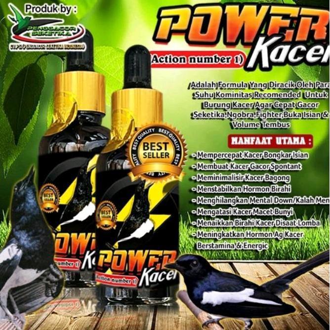 Power Kacer juara lomba  suplemen penggacor burung Seketika