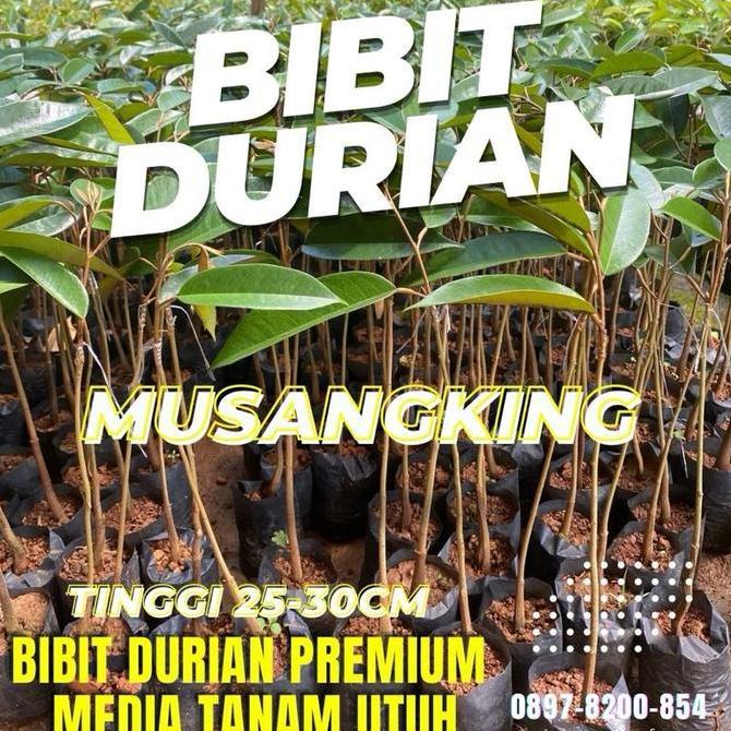 BIBIT DURIAN MUSANGKING UKURAN BABY TINGGI 30cm FULL MEDIA TANAM UTUH TANPA DIKURANGI benih citra as