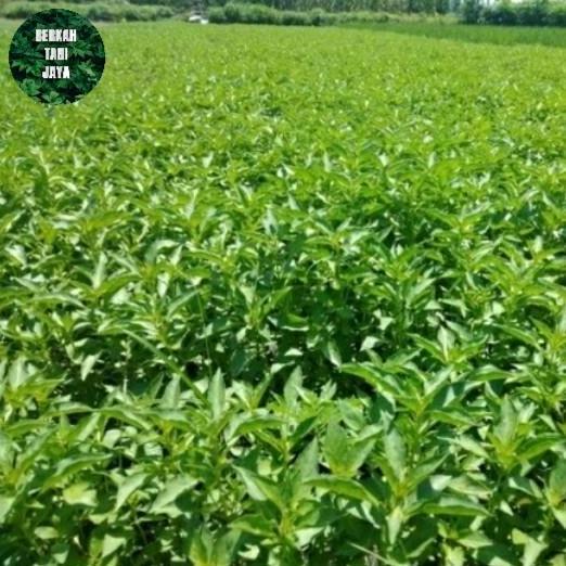 benih bibit sayur kemangi 1KG PAN