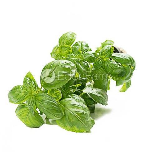 Verdure- Sayur Daun Basil Segar 1/2 Kg - 500 Gram