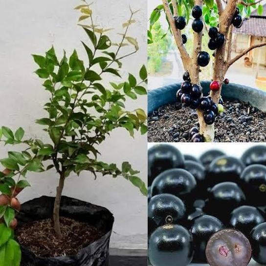Bibit Anggur Pohon/Brazil Hasil Cangkok