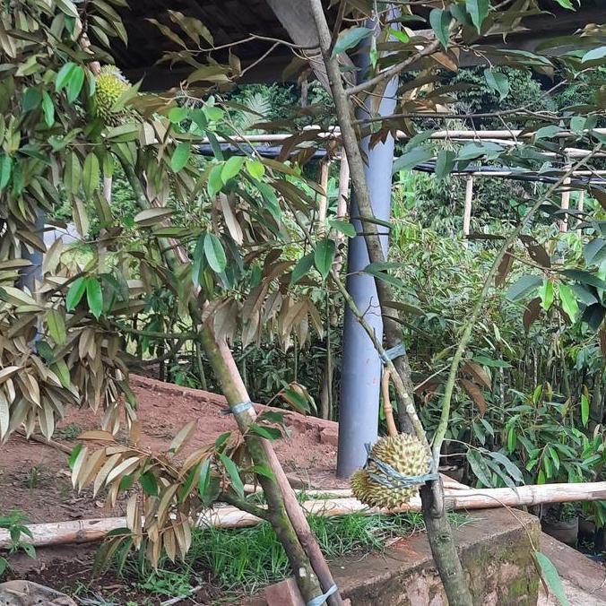 pohon duren sudah berbuah