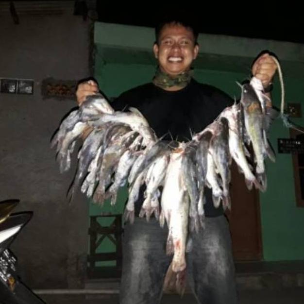 Umpan Kucur Ryan Fernandez 1 Kg