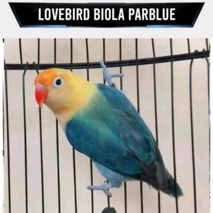 NEW BURUNG LOVE BIRD LOVEBIRD MURAH BIOLA PB PARBLUE ORI
