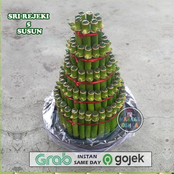bambu sri rejeki / bambu hoki asli / bambu sri rejeki asli
