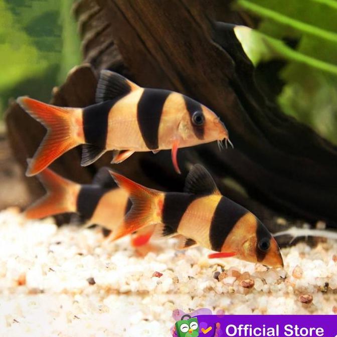 Fisch- Botia Badut / Clown Loach / Botia Ter Kalimantan Ikan Hias Aquascape