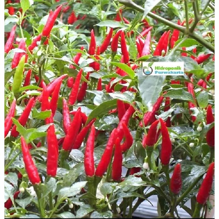 Pazx- Benih Cabe Rawit Genie 2 Gram Cap Bintang Asia Tipe Tegak Buah Pedas Merah Menyala