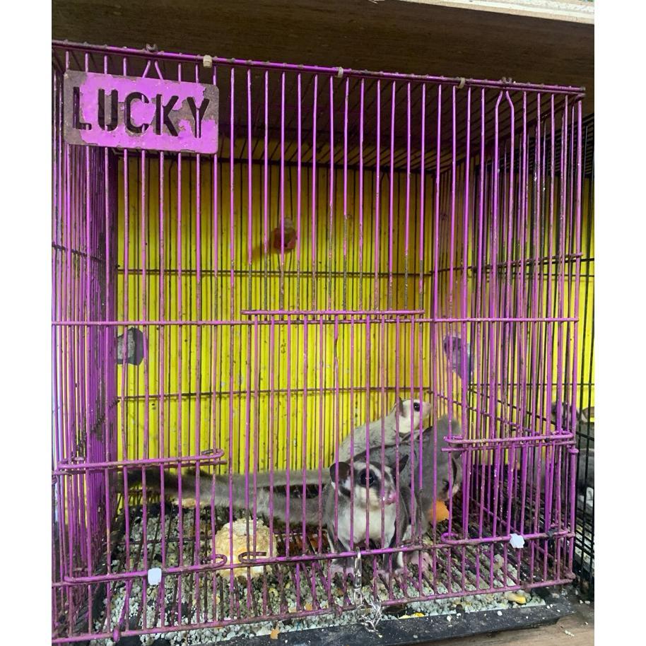 Kandang Sugarglider | Kandang Hewan Kecil Bekas