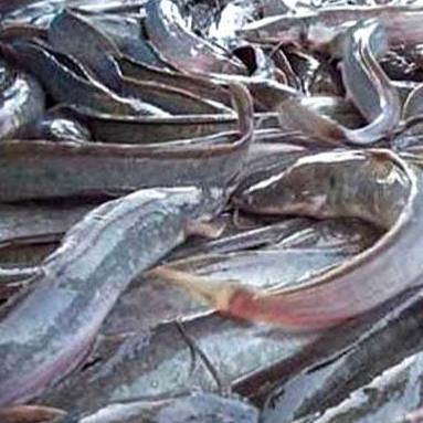 ESSEN BOOSTRIKE IKAN PATIN SPESIAL UMPAN PANCING IKAN PATIN SUPER WANGI