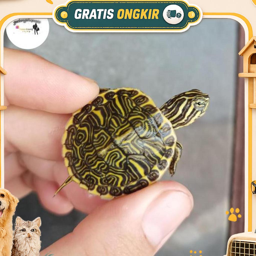 Hiasan Asli Kura Peninsula Cooter
