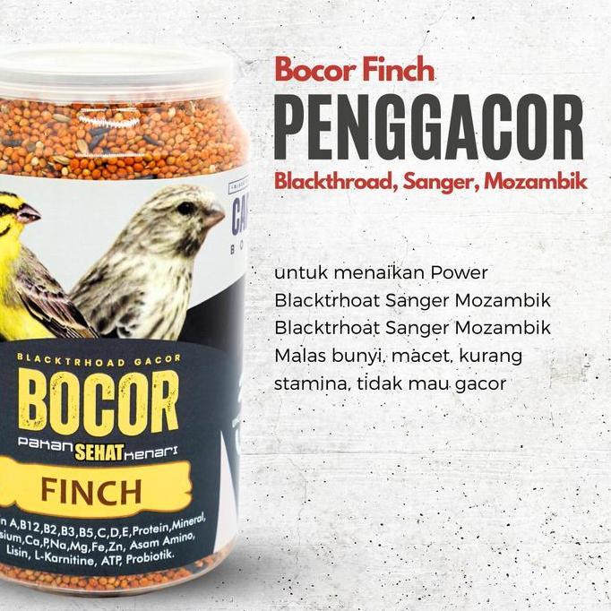 Bocor Caroll Blacktrhoat Sanger Macet Langsung Gacor Allshop