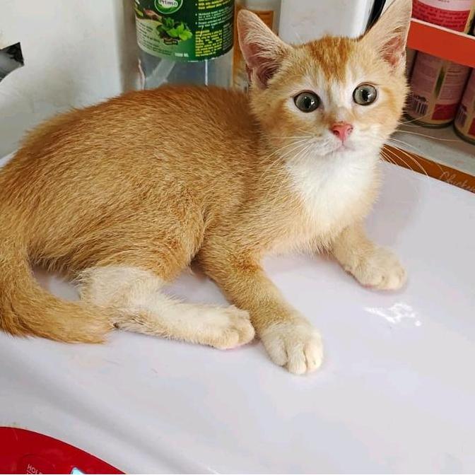 Kitten Jantan Scottish Straight