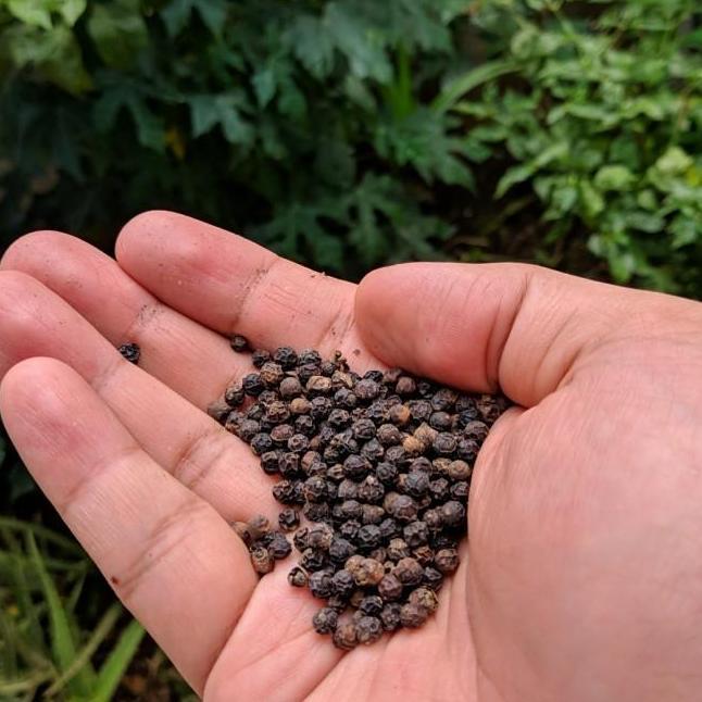 Pohon Lada Lada Hitam Butir 1 Kg