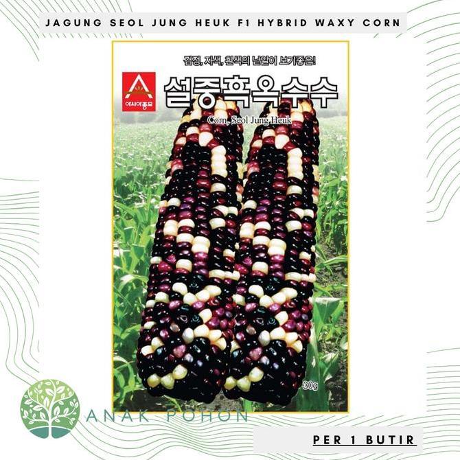 ready Benih Bibit Biji - Jagung Seol Jung Heuk F1 Hybrid Jagung Ketan Pulut Tricolor Belang Hitam Un