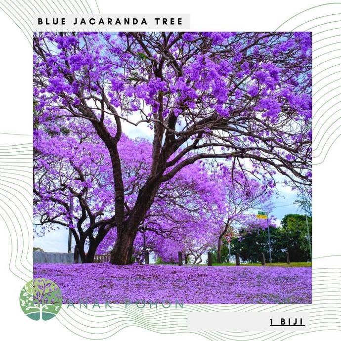 ready Benih / Bibit / Biji - Pohon Blue Jacaranda Tree Seeds - IMPORT murah