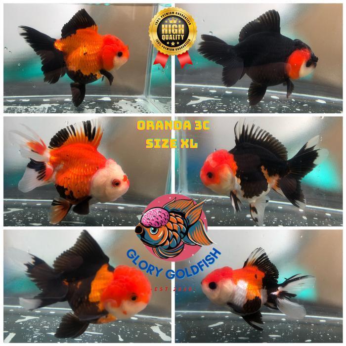 Ikan Hias Mas Koki Oranda Tricolor Tricolour 3c