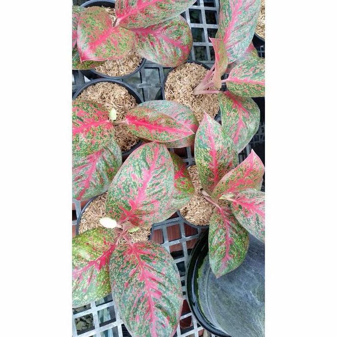 Aglonema anakan Stardust ( hanya anakan) murah