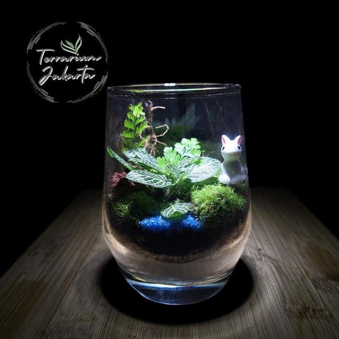 Closed Terrarium - Mini Glass Forest | Terrarium Tertutup | Terrarium Gift - KIT