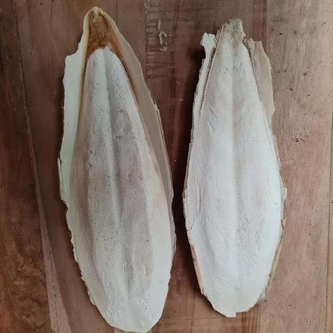 Tulang sotong jumbo ukuran 23 - 25cm
