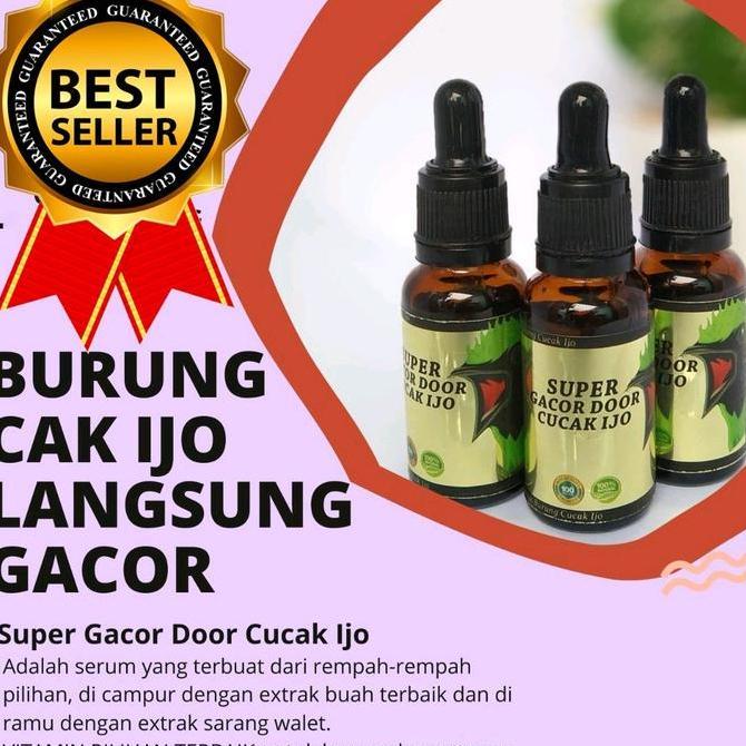 SUPER GACOR DOOR CUCAK IJO