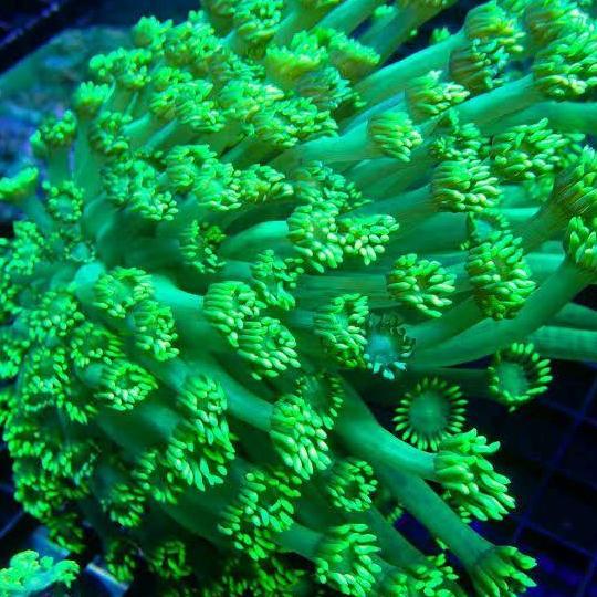 coral batu jeruk air laut gonio hijau goniopora hijau perawatan mudah.